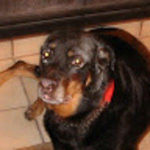 Meet your Posher, Mitzie